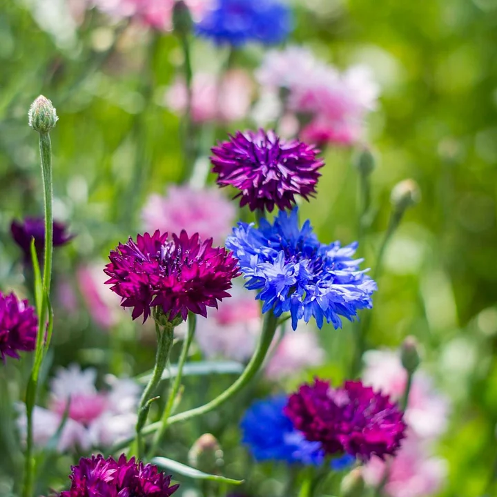  💙Premium Cornflower Seeds Jonyparkseed®