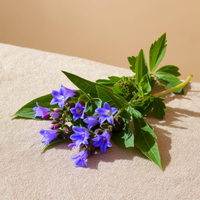 <strong>Comfrey Extract</strong>