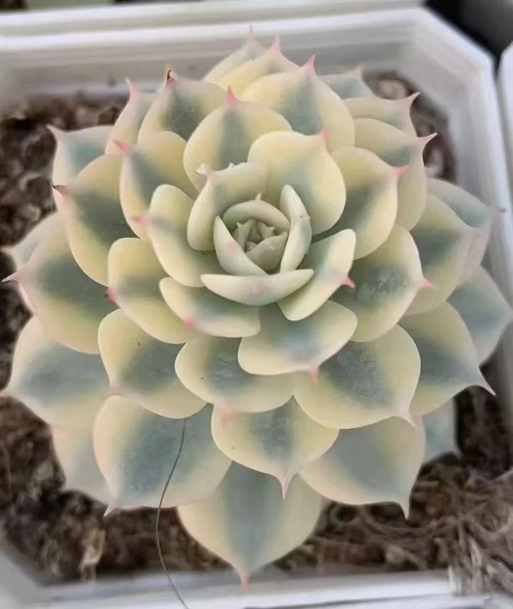 plant Aeonium Echeveria Haworthia  Caudex  Lithops Cactus  Agave 