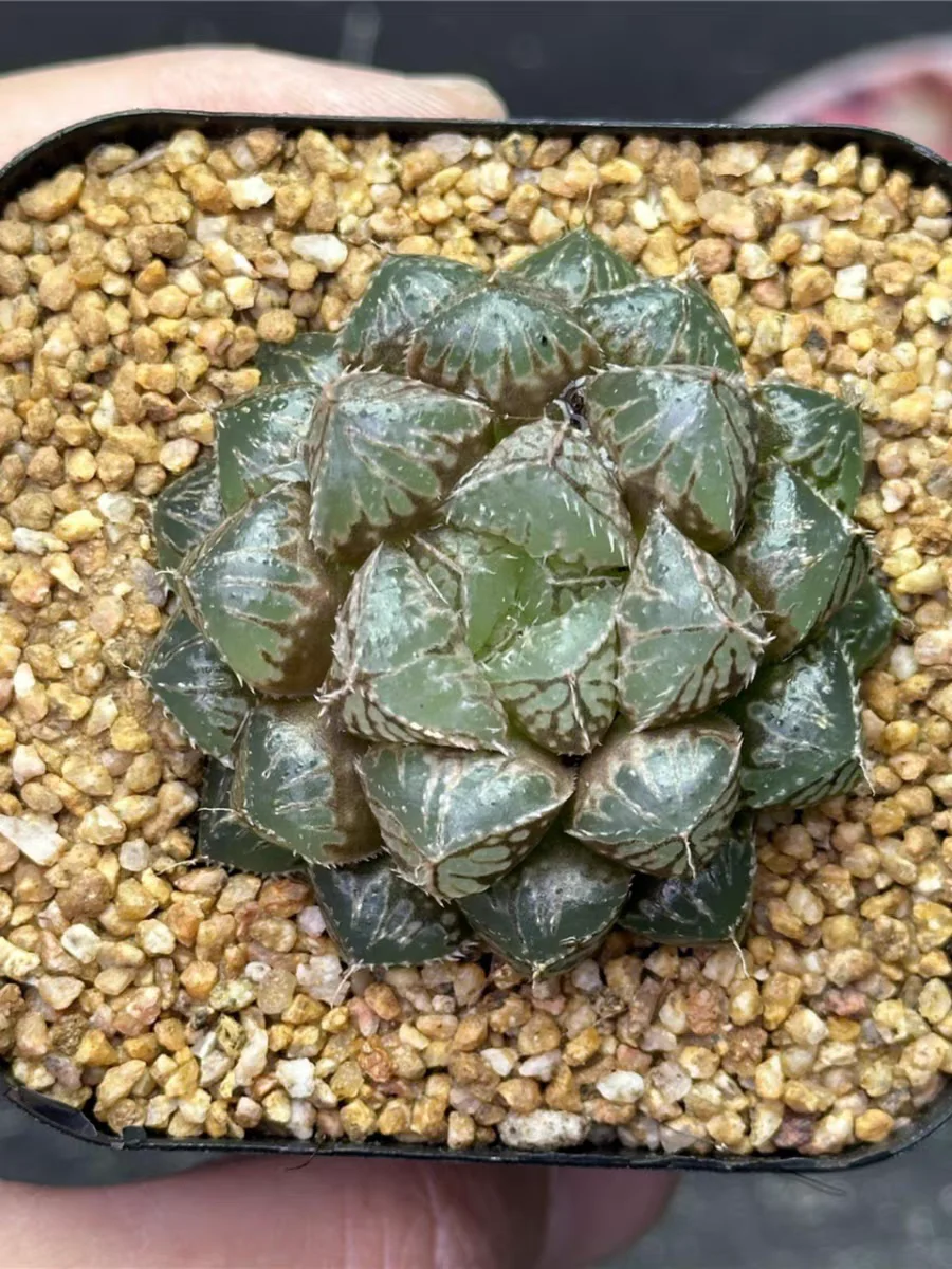plant Aeonium Echeveria Haworthia  Caudex  Lithops Cactus  Agave 