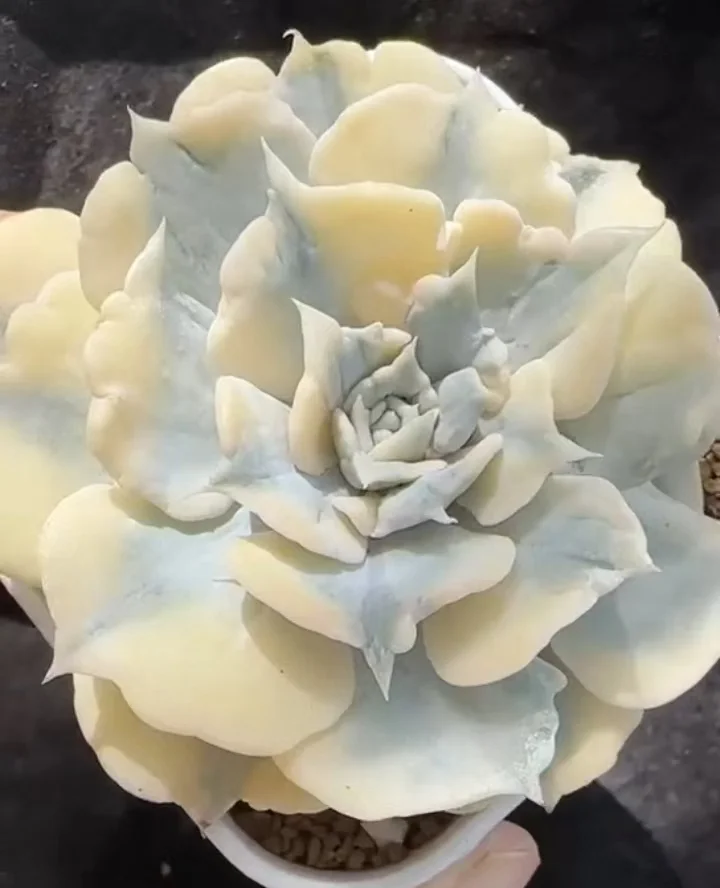 plant Aeonium Echeveria Haworthia  Caudex  Lithops Cactus  Agave 