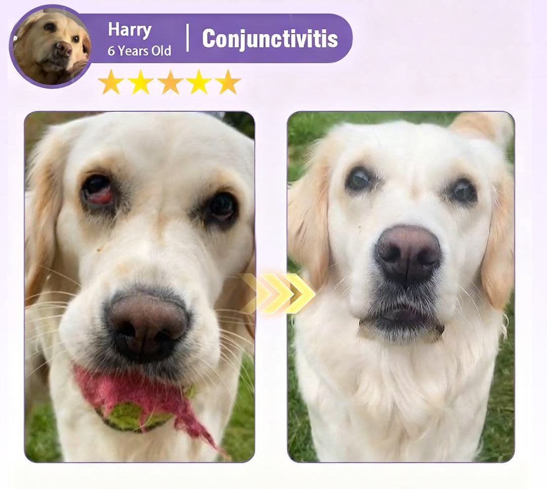 Before and after photo of Harry the dog's eyes