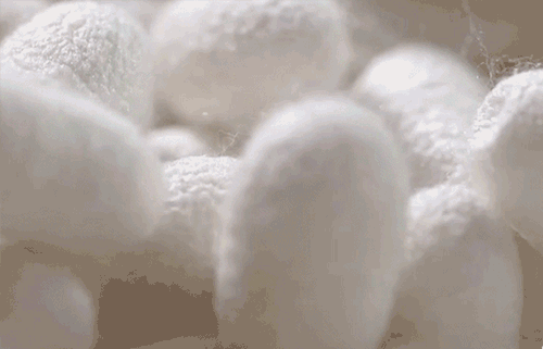 9-25-杨新育-1104365HFH-“一直想摸摸”裸感内裤_21.gif
