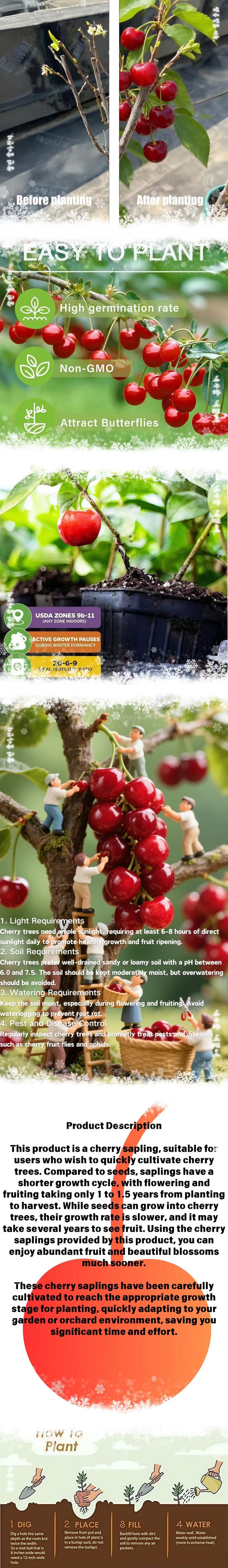 Acerola Cherry Live Plant - Malpighia emarginata - Compact Size, Fruiting Plant, Great for Gardens & Containers