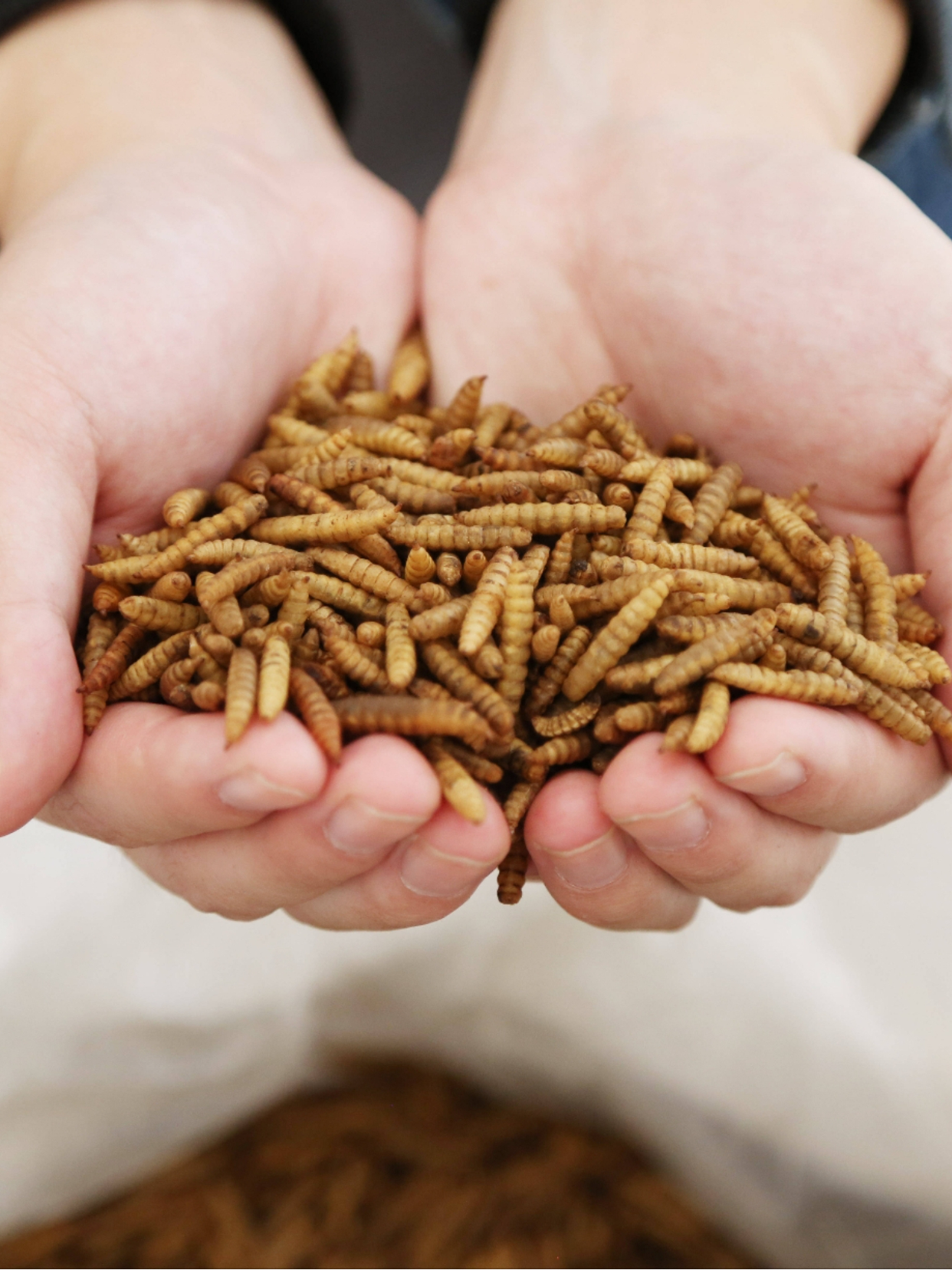 Black Soldier Fly Larvae