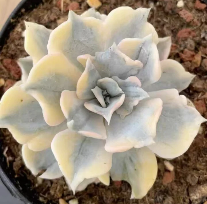 plant Aeonium Echeveria Haworthia  Caudex  Lithops Cactus  Agave 