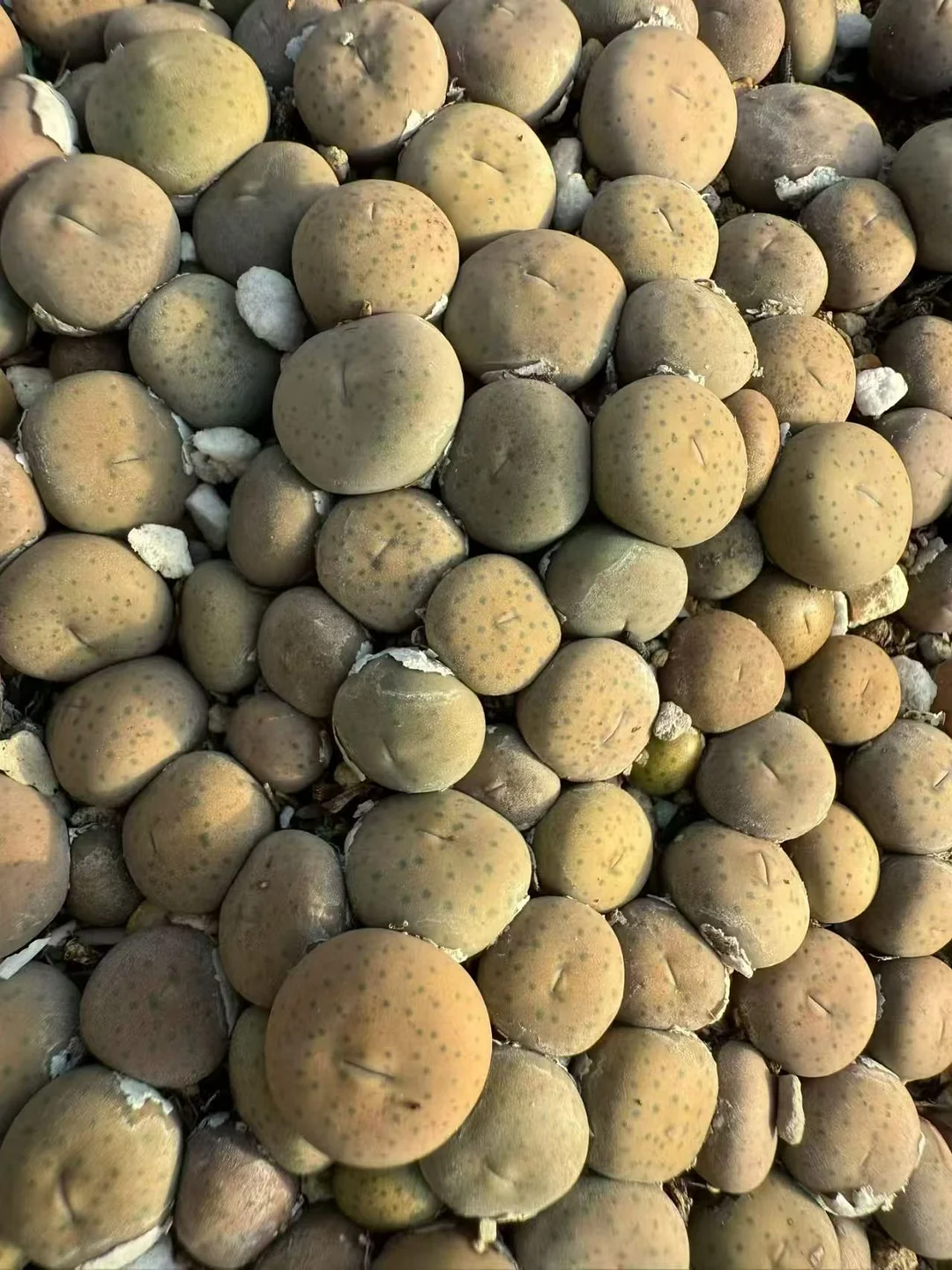 plant Aeonium Echeveria Haworthia  Caudex  Lithops Cactus  Agave 