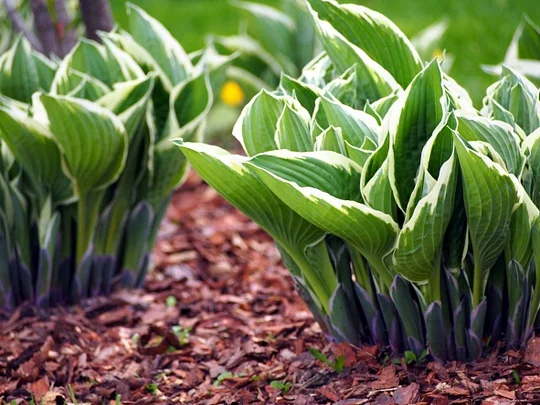 Hosta Plant Division: How And When To Divide A Hosta Plant ...