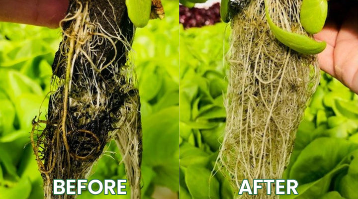 LIMETOW® Plant Resurrection Liquid image LIMETOW® Plant Resurrection Liquid