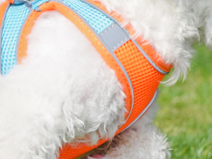 AIITLE Step in Dog Harness and Leash Set - Summer Dog Vest Harness with Super Breathable Mesh