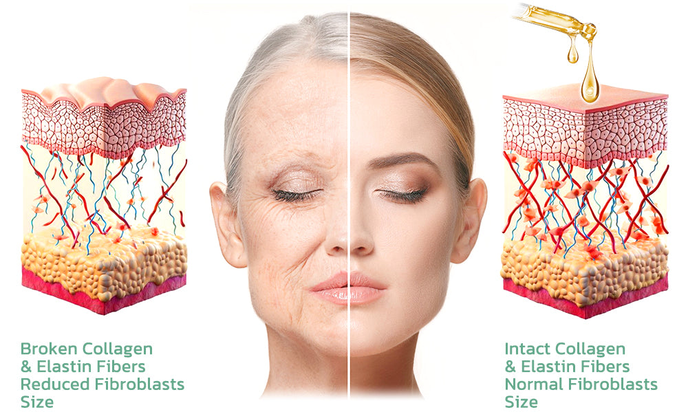flysmus™ BeautyWomen Collagen Lifting Body Oil 33 9cf25160213f5a2351708987cab95423