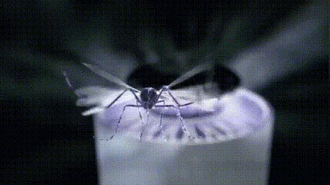 Best Electric Fly Killer for Home