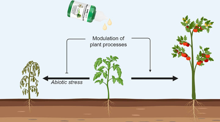 LIMETOW® Plant Resurrection Liquid image LIMETOW® Plant Resurrection Liquid