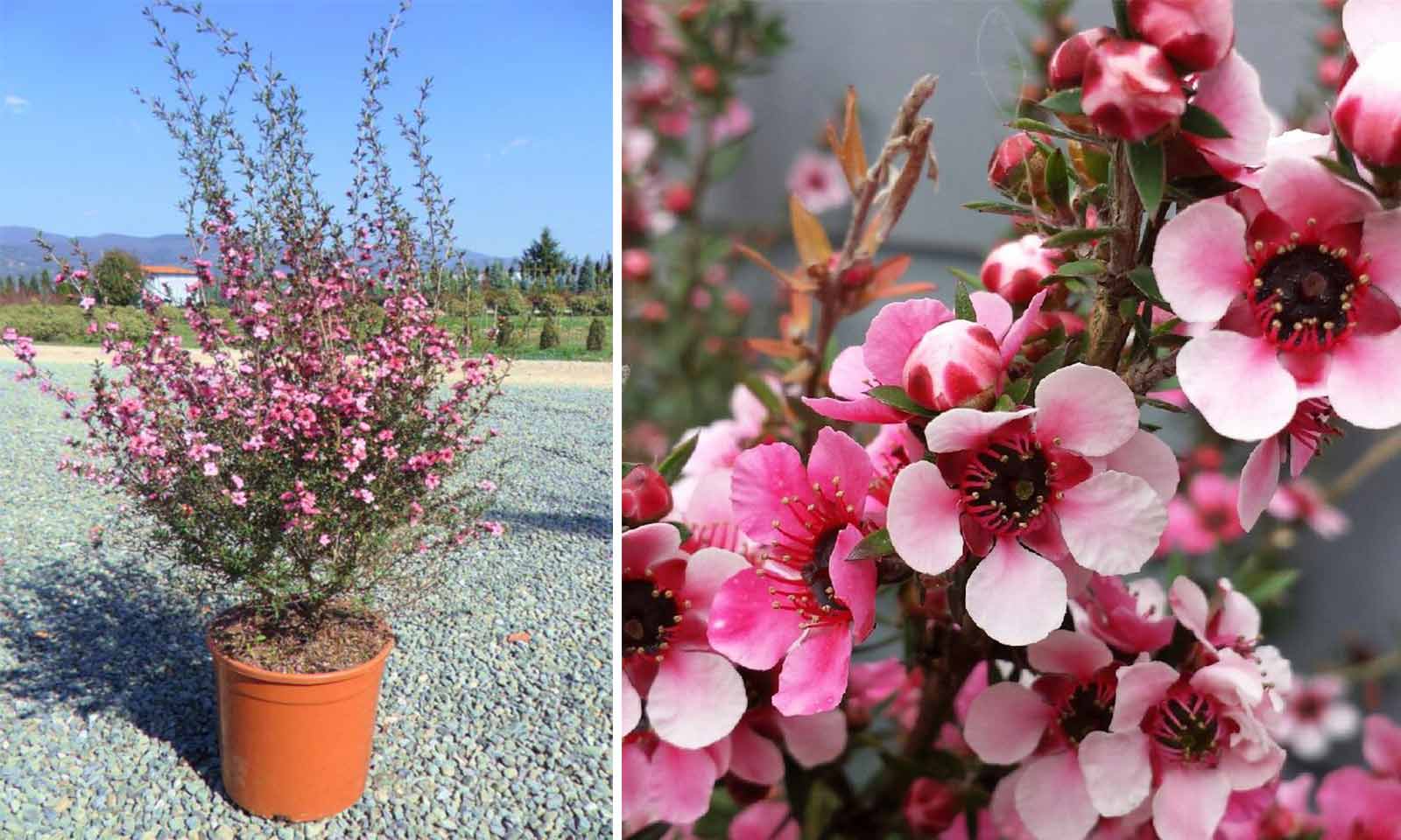 Leptospermum Scoparium (Broom Tea Tree / Manuka) – Shrub – Garden Plants  Online