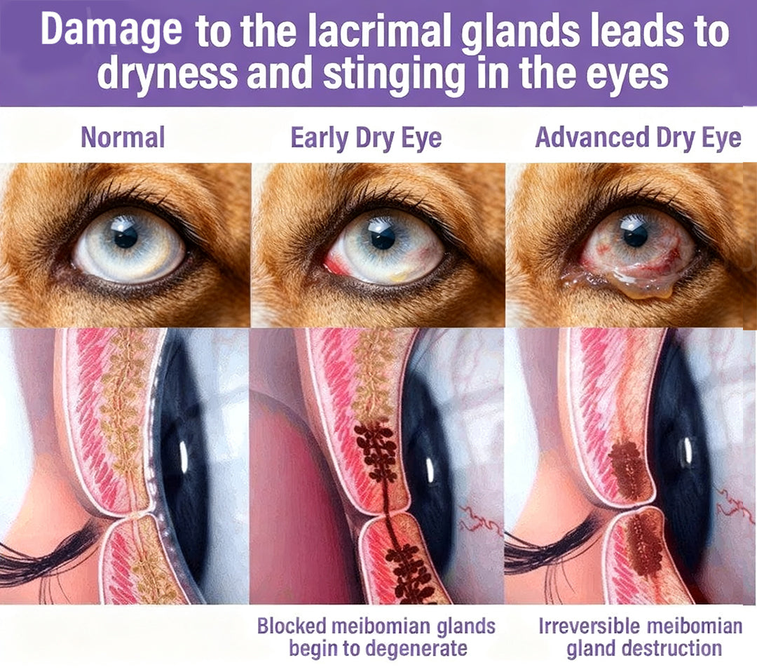 Example of a pet with dry eye