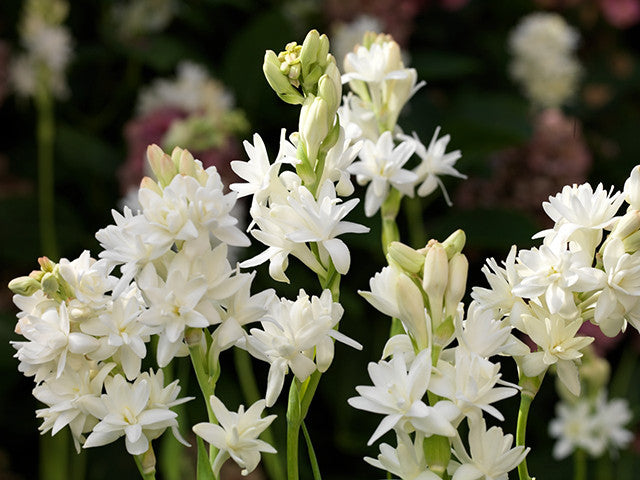 Polyanthes vagy tubarózsa hagymák termesztése illatos kertben – Farmer Gracy blogja