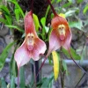 Rare Japanese monkey face orchid DIY home garden plants pot bonsai flowers  200pcs man orchid Multiple varieties
