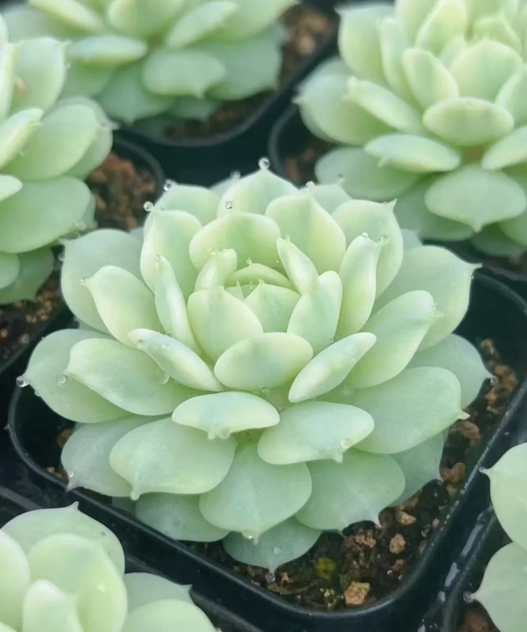 plant Aeonium Echeveria Haworthia  Caudex  Lithops Cactus  Agave 