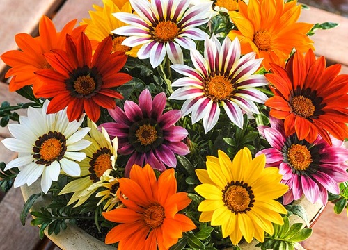 Quelle est la période de floraison du chrysanthème Medal ? - Plant Talk