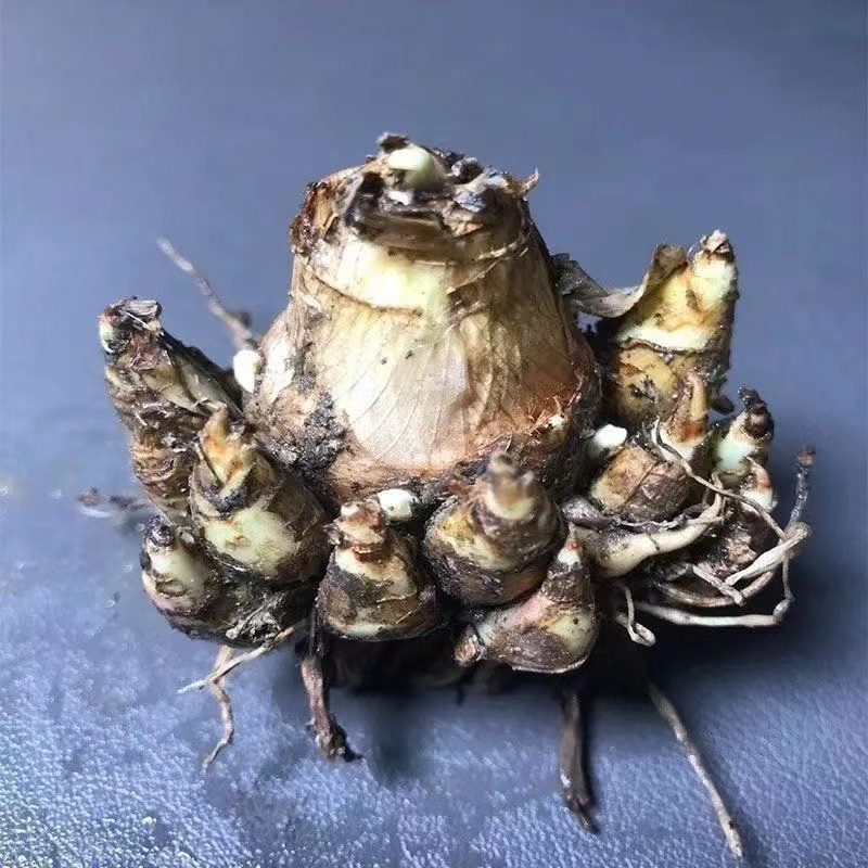 🔥🔥晚香玉種球根黃色白色粉色重瓣夜來香庭院陽台濃香型觀賞花卉種觀賞花卉秀 蝦皮購物