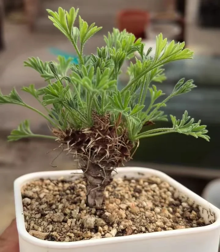 plant Aeonium Echeveria Haworthia  Caudex  Lithops Cactus  Agave 