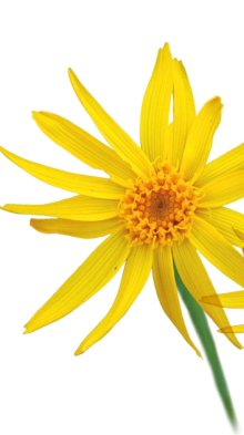 Arnica Oil