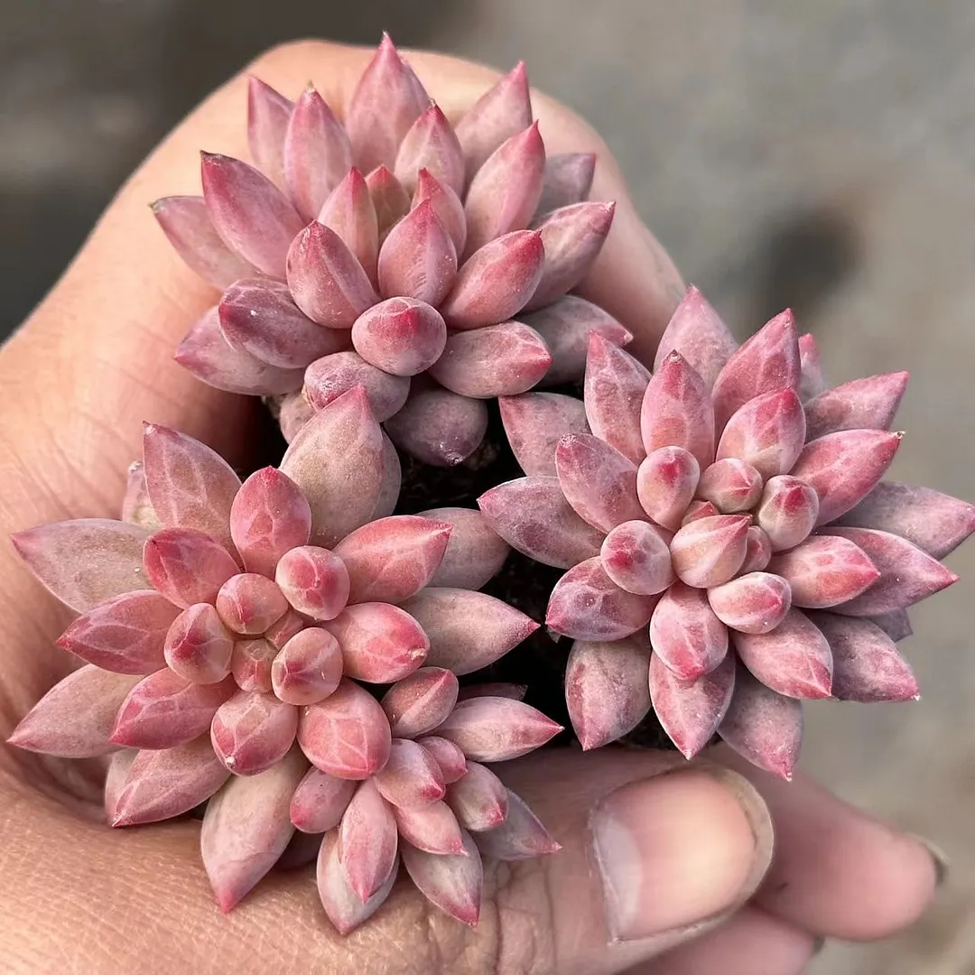 plant Aeonium Echeveria Haworthia  Caudex  Lithops Cactus  Agave 