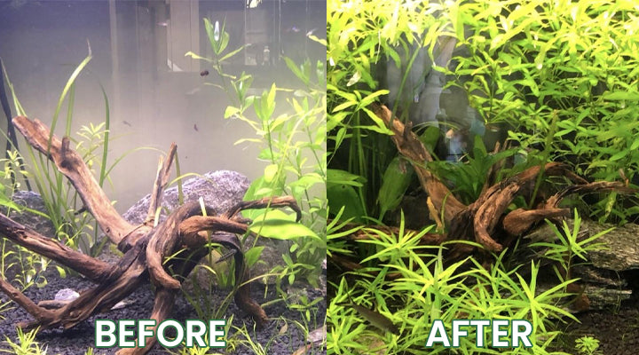 LIMETOW® Plant Resurrection Liquid image LIMETOW® Plant Resurrection Liquid