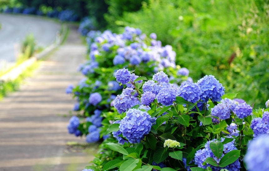 日本梅雨季:绣球花真的是花吗？它其实有神奇的魔法！ | Minden Japánról