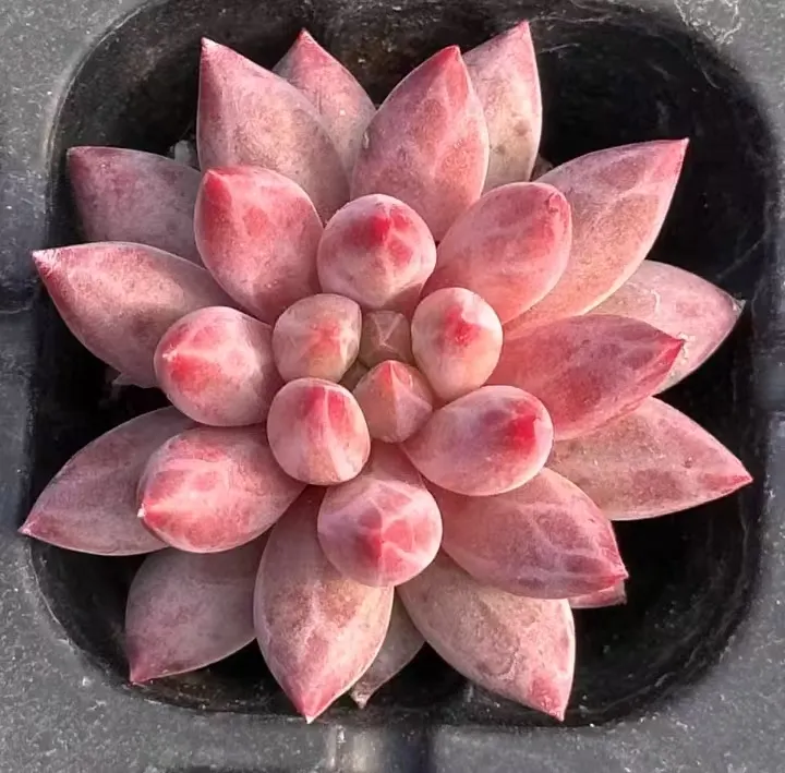plant Aeonium Echeveria Haworthia  Caudex  Lithops Cactus  Agave 