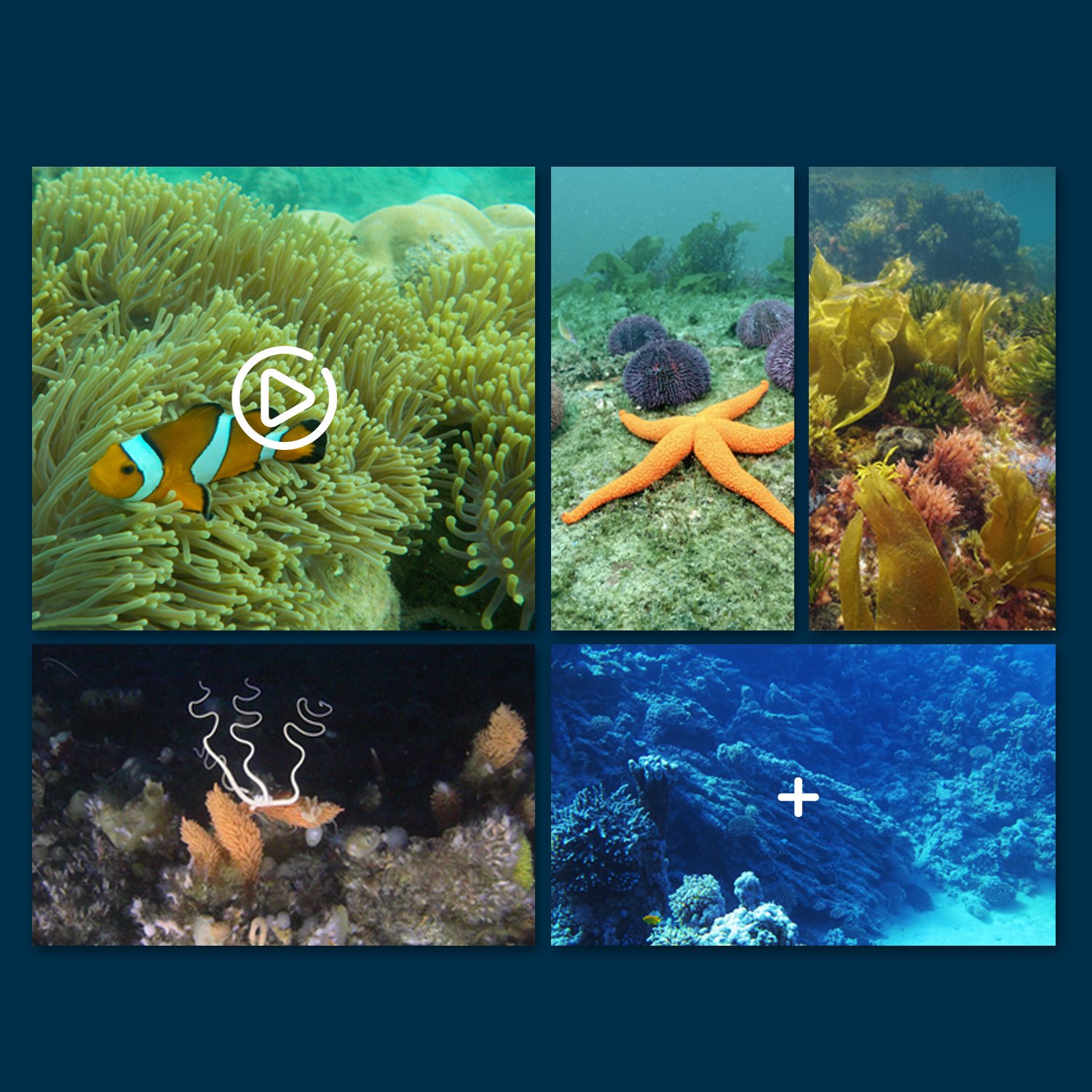 MantaVision Hauptmerkmale - 4K-Kamera, WLAN-Steuerung und stabile Oberflächennavigation