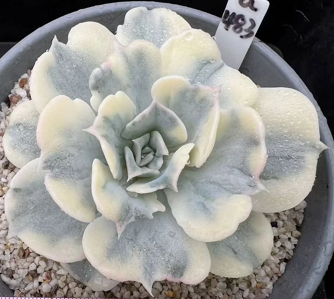 plant Aeonium Echeveria Haworthia  Caudex  Lithops Cactus  Agave 