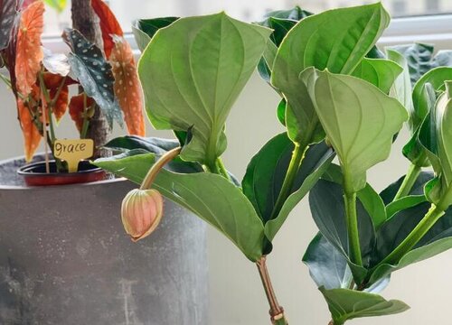 宝莲灯花的扦插方法宝莲灯扦插繁殖技术-植物说