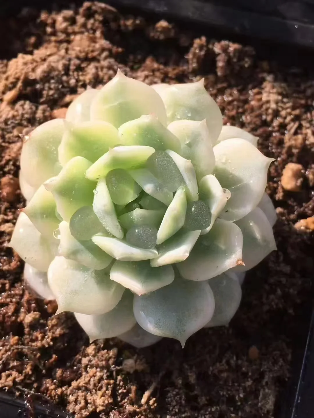 plant Aeonium Echeveria Haworthia  Caudex  Lithops Cactus  Agave 