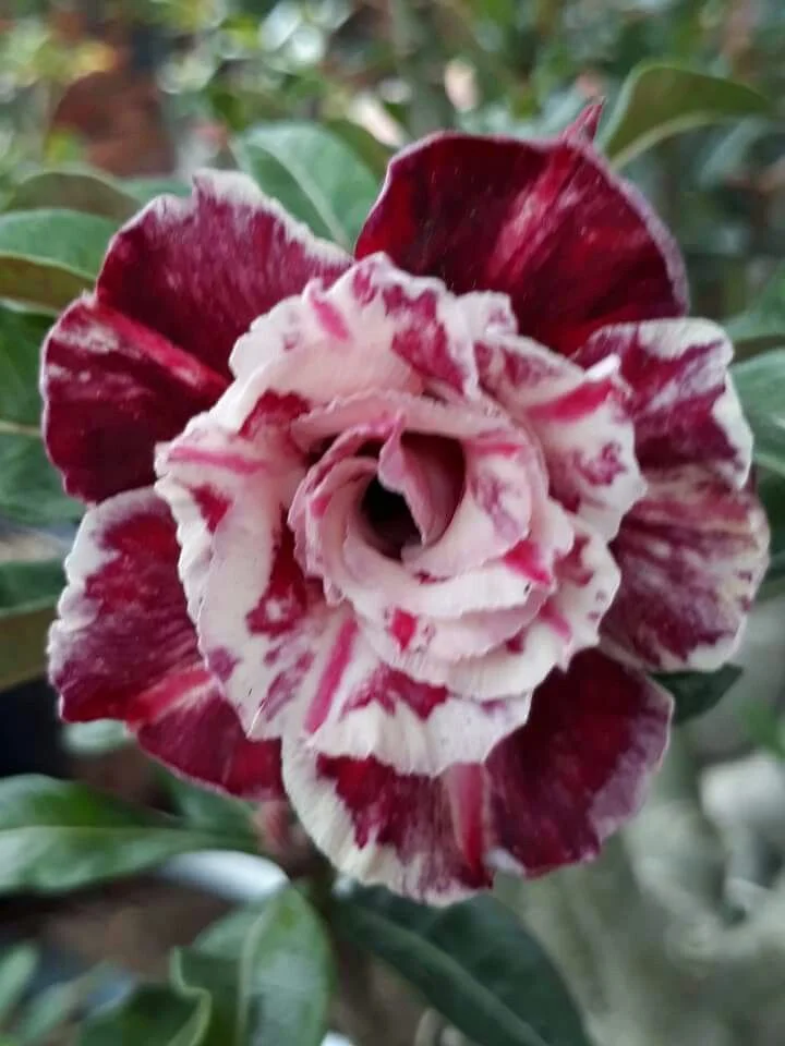 Adenium obesum Sugarism