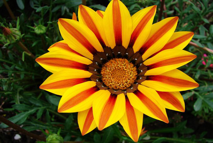 Méthodes et techniques de culture du chrysanthème Medal - Good Flower Network