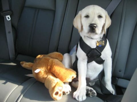 Premium Dog Seat Belt