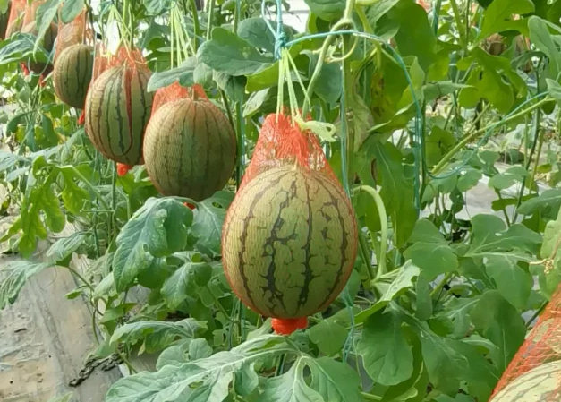 Watermelon Seeds - 2K Crispy – Seeds Connect