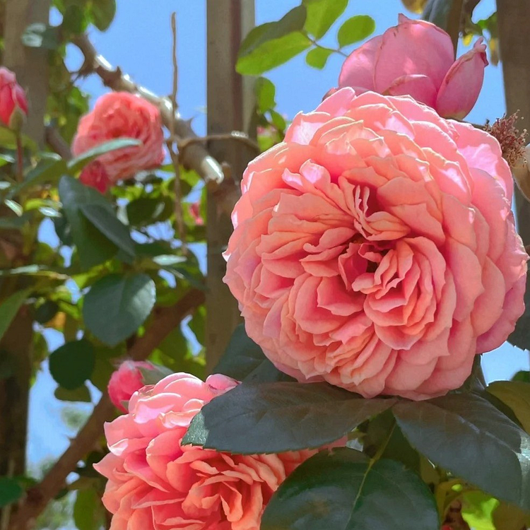 climbing-rose-seeds