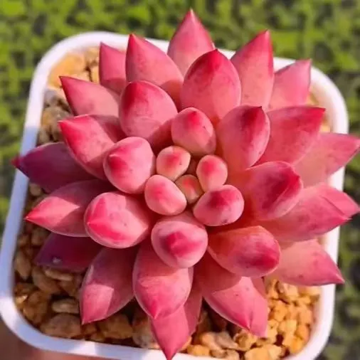 plant Aeonium Echeveria Haworthia  Caudex  Lithops Cactus  Agave 