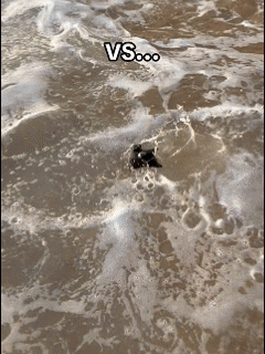 MantaVision Oberflächendrohne in Aktion - Gleitet über Wasser und filmt Unterwasserwelt mit 4K-Kamera