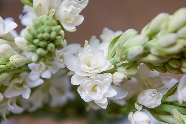 Polianthes tuberosa 'Tuberose' dupla virágzású - 5 gumó