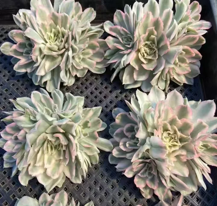 plant Aeonium Echeveria Haworthia  Caudex  Lithops Cactus  Agave 