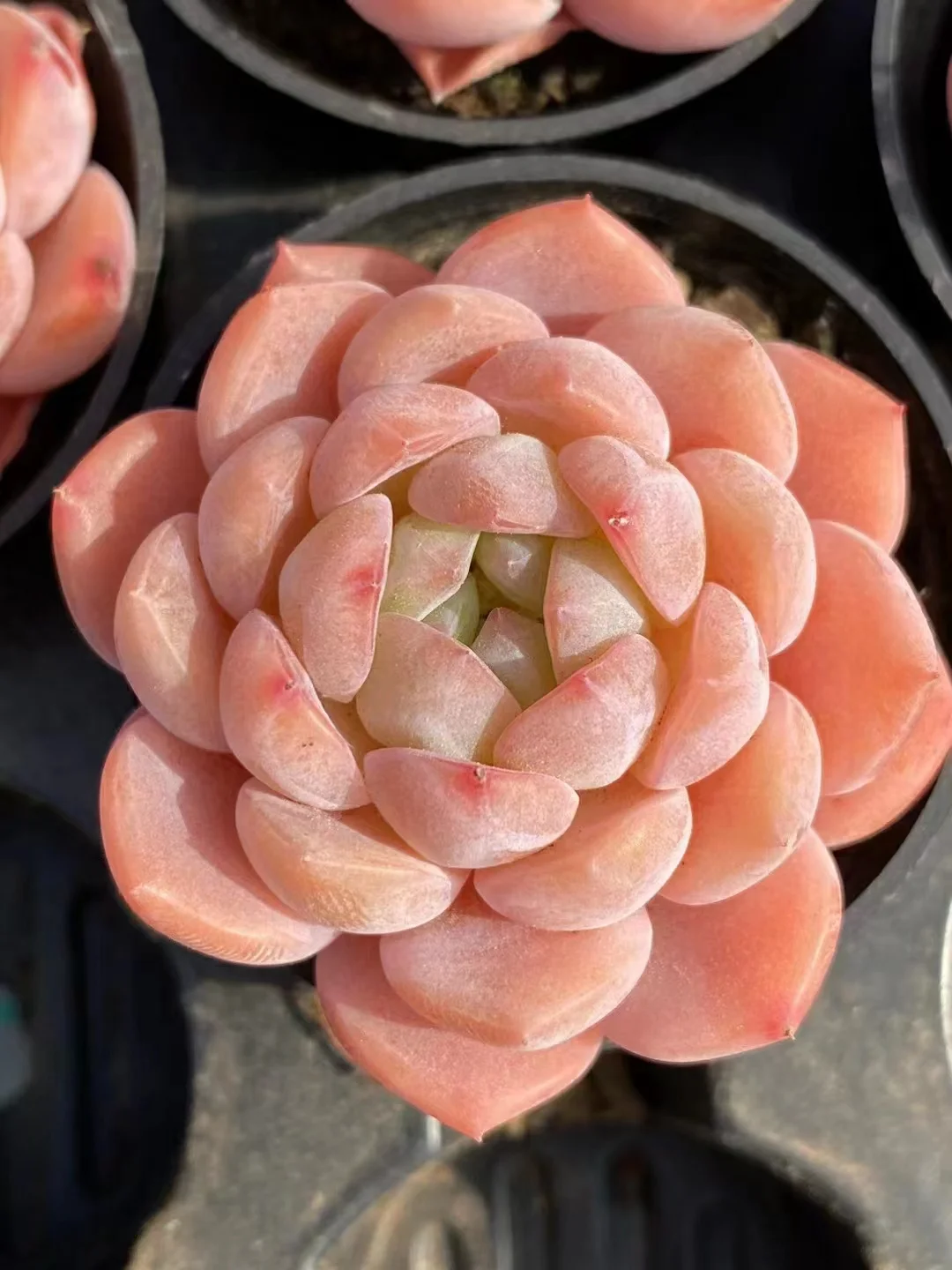 485.Echeveria   Strawberry Milkshake. Single head 4-5cm/ Echeveria / Succulent plants / Garden landscape / Carefully select healthy plants