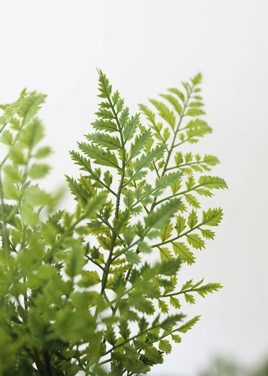 Fake Lace Fern UV Protected Real Touch Plant - 19"