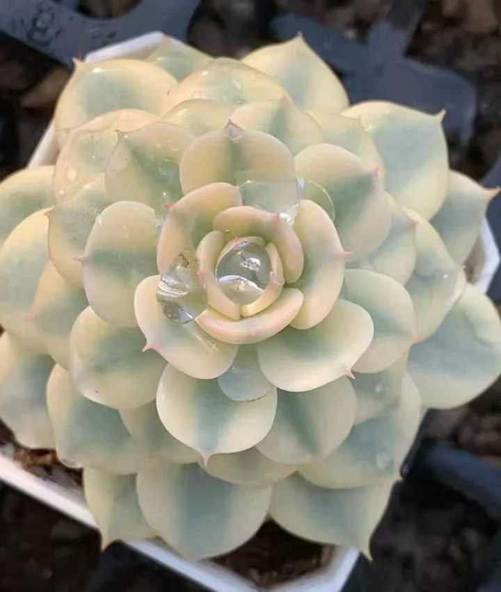 plant Aeonium Echeveria Haworthia  Caudex  Lithops Cactus  Agave 