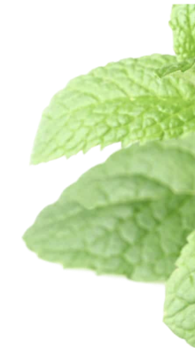 Peppermint Oil