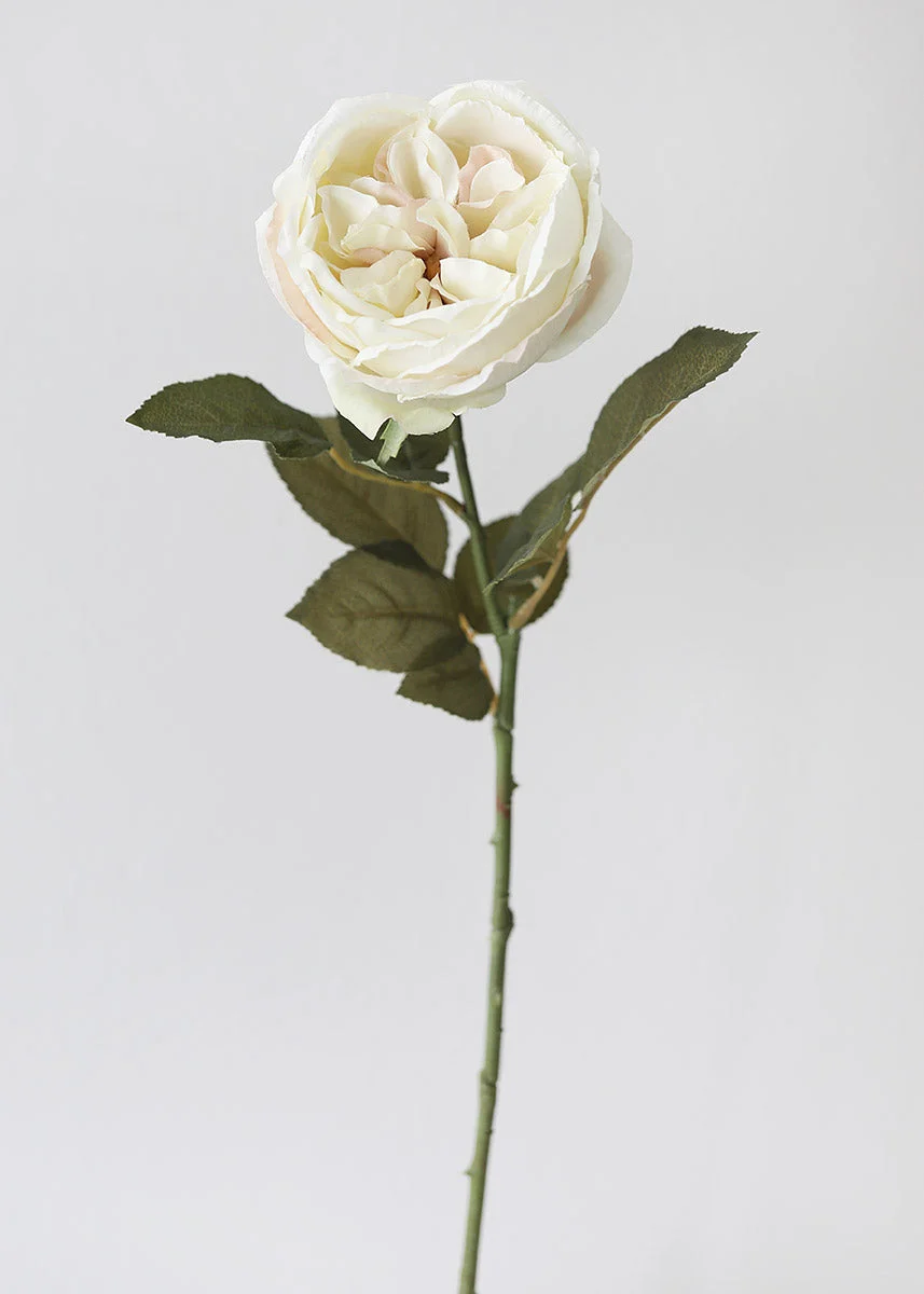 Eggshell Cream English Cabbage Rose - 25"
