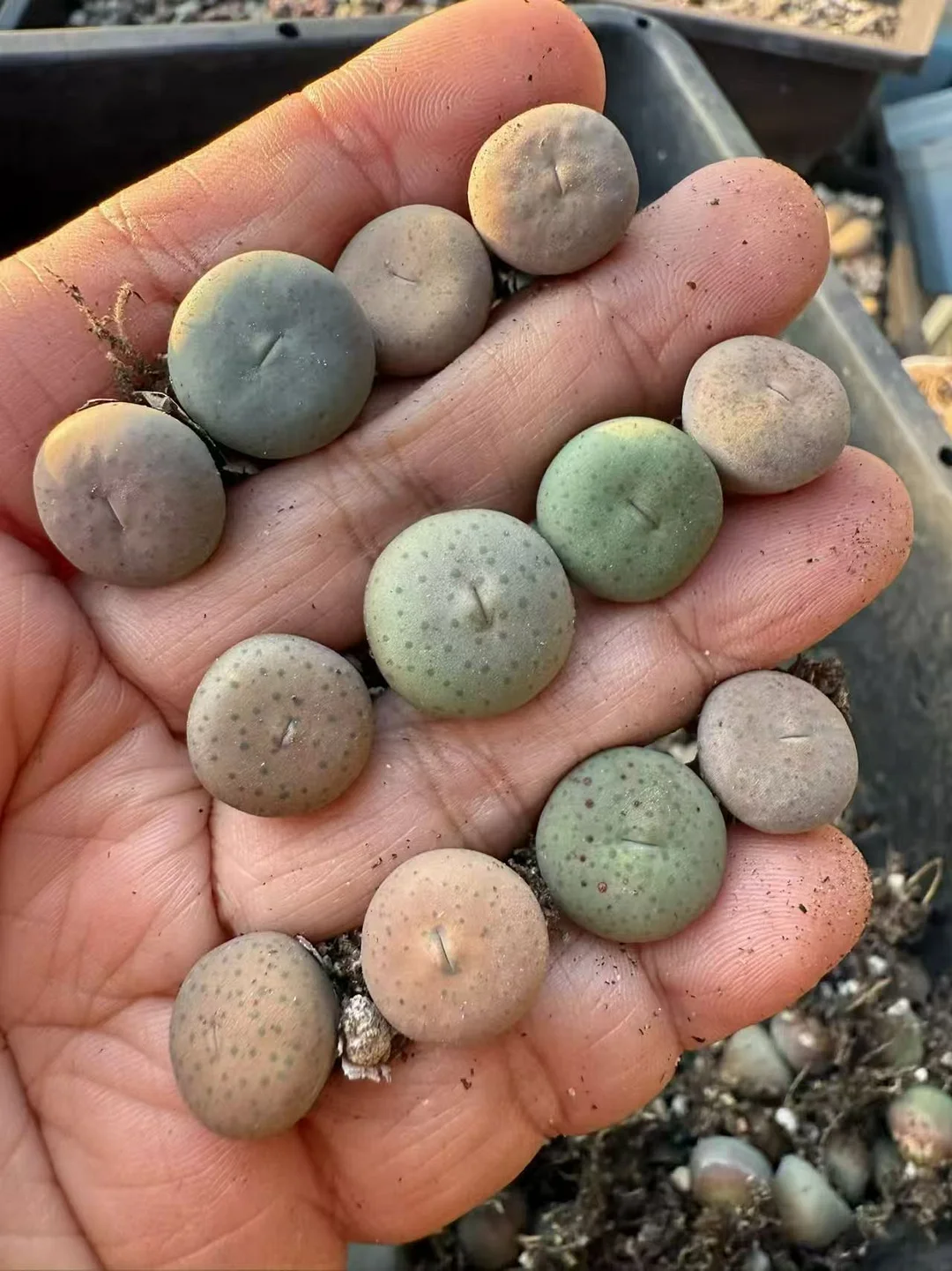 plant Aeonium Echeveria Haworthia  Caudex  Lithops Cactus  Agave 