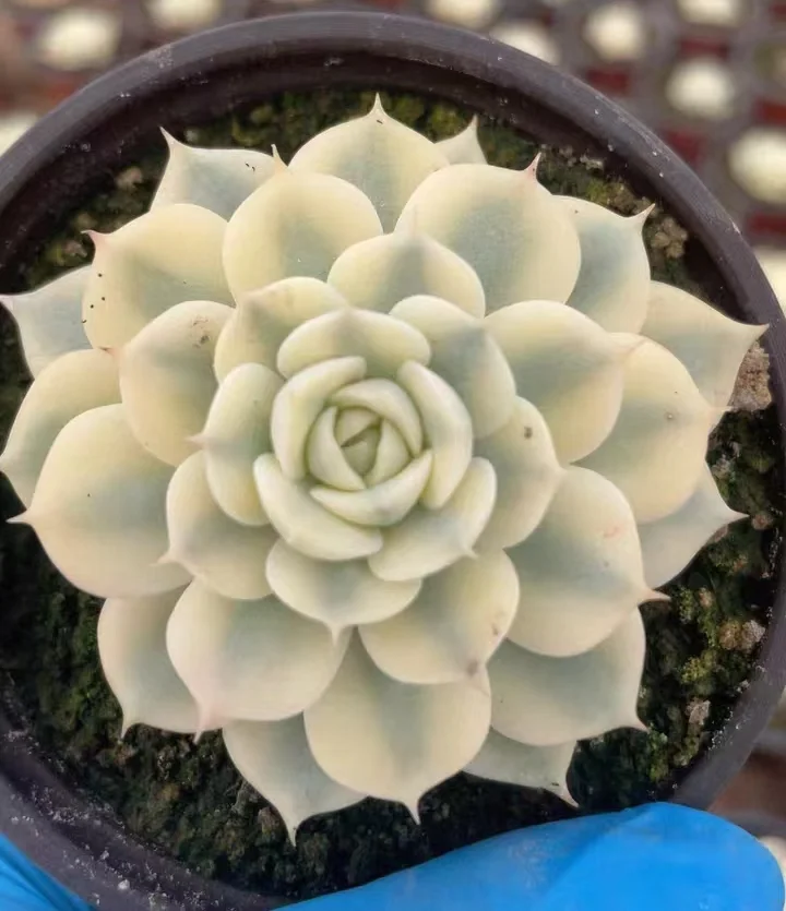 plant Aeonium Echeveria Haworthia  Caudex  Lithops Cactus  Agave 